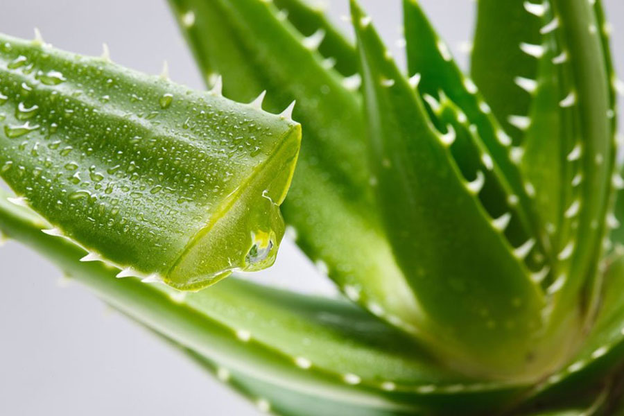 Aloe Vera